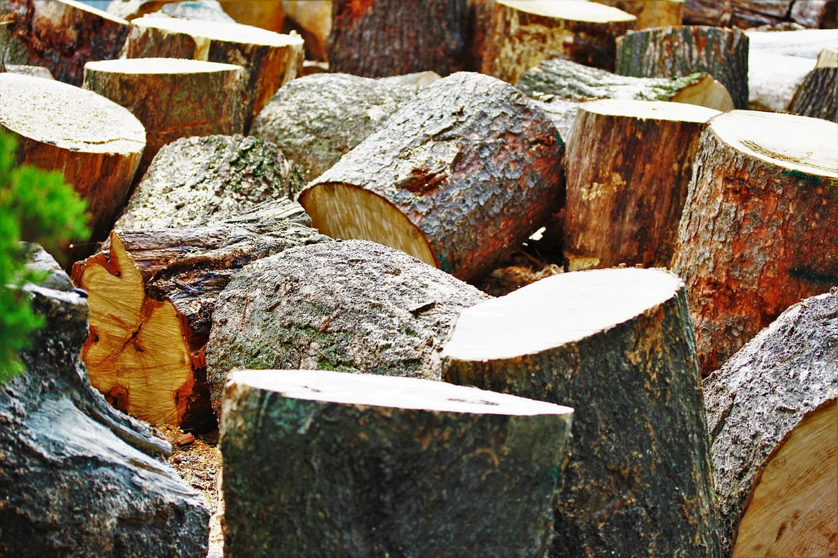 Добыча Пней — Пенки из древесины становятся нашим холстом. 