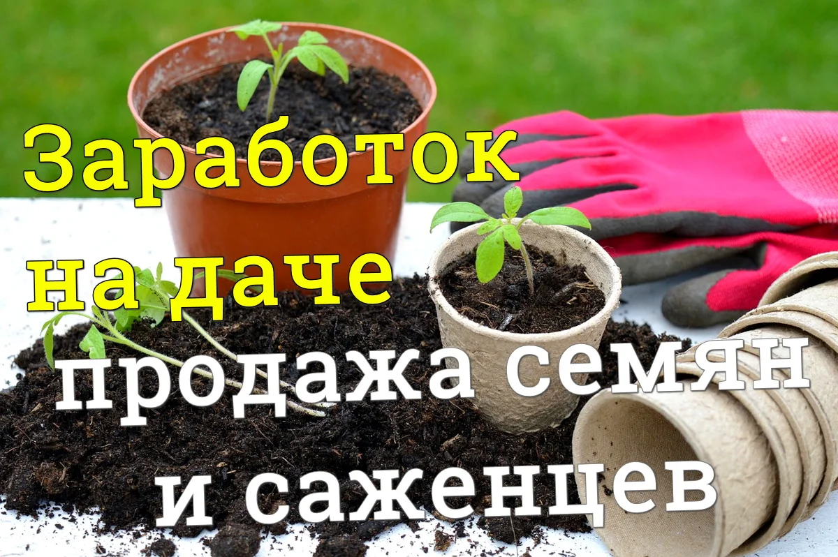 Заработок на даче: выращивание и продажа семян и саженцев в Беларуси -  Подработка и заработок